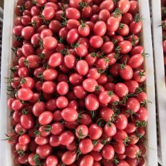 山东莘县千禧圣女果