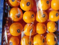 沃柑，红心橙，各品种水果甜