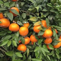 广西区，南宁地区，崇左市扶绥县柑果品种