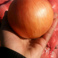 急售黄皮洋葱，给钱就卖