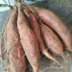 烟台蜜薯25，紧急处理，价格超低