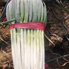 泰安范镇扒皮净葱