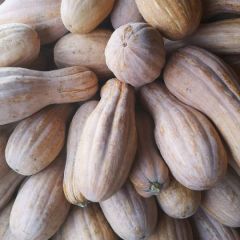 金韩密本南瓜特优密本南瓜