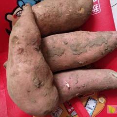 大量供应 龙署九号 价格优惠