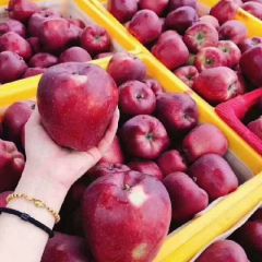甘肃天水苹果上市了