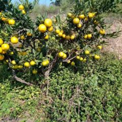 大量优质柑桔出售