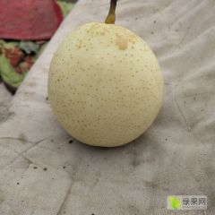 赵县水晶鸭梨皮薄果肉细腻