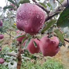 甜心苹果，苹果