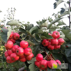 物美价廉铁山楂，大量供应。