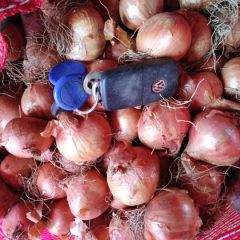 大量供应精品手选大毛葱，毛葱栽子鬼子葱，珠葱