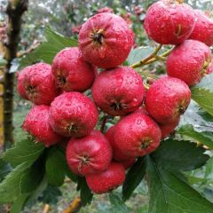 绛县山楂果产地批发，出口日本，火热上市