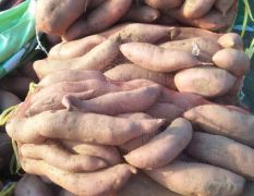 常年大批量供应龙薯九西瓜红红薯蜜薯红薯