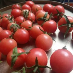 西安圣女果大量上市