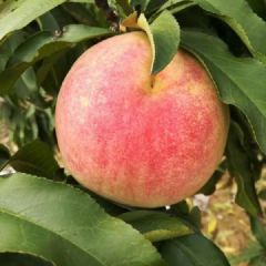 冬桃上市，欢迎洽谈采购！ 13183103277