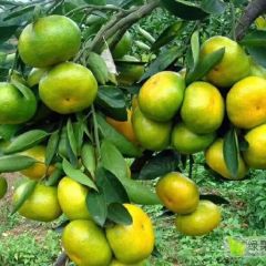 湖南省东江湖蜜橘大量上市有需要采购的联系13647357106（唐）