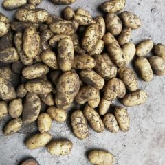 通许荷兰十五个头大，上货快，交通便利