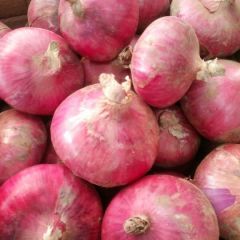 山东金乡红皮洋葱口感爽口