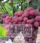 红提葡萄12克起步，每斤1.00元，
