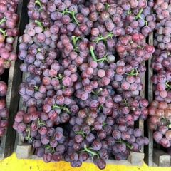 冰糖葡萄价格巨峰葡萄图片河北葡萄甜