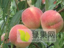 新品种桃苗，矮化苹果苗，梨树苗，板栗苗，柿子苗
