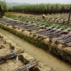 甘蔗，黑皮甘蔗，正宗广西黑皮甘蔗