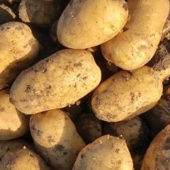 尤金，荷兰，兴佳，大量供应。