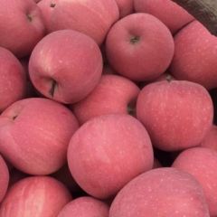 基地优质红富士