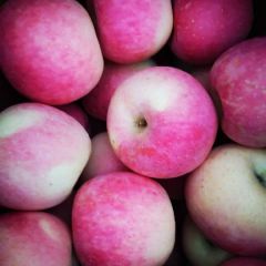 自家果园的红将军苹果