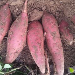 磁县观台有100亩西瓜红急售