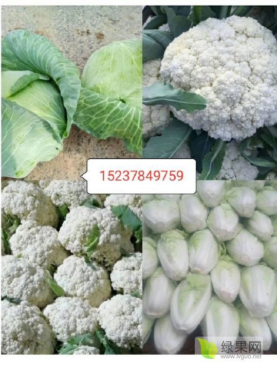 2019年河南通许夏阳价格