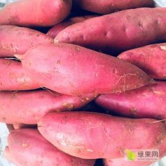 供应凌海早丰龙署红薯