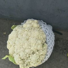 乐亭县无公害有机菜花，产品销往广州温州，及全国各地，