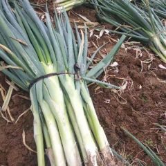 博野优质高洁白大葱