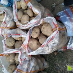 神池土豆上货量大贺职周凤明诚信合作