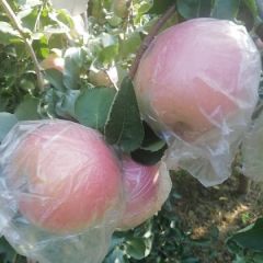 豆南苹果开始采摘，价格美丽！