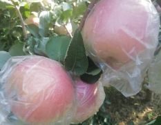 豆南苹果开始采摘，价格美丽！