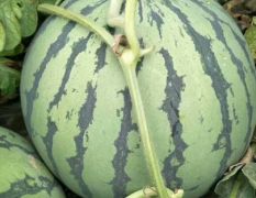 西瓜，在江苏盐城射阳，8424品种，品质好