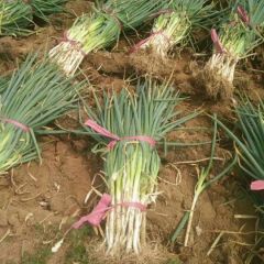 供应长白大葱，质量好，价格优惠，量大优惠