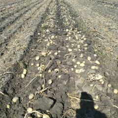 大量供应马铃薯品种全