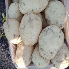 求销.，石屏土豆诚信合理