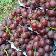 唐山乐亭庞各庄鑫鑫货栈