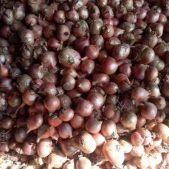 毛葱，有需要毛葱的，联系我，正在销售中