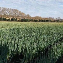 大葱，价格美丽，千亩大葱销售中