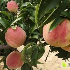 冬桃开售，13183103277