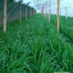 我是老农民,诚信合作社!