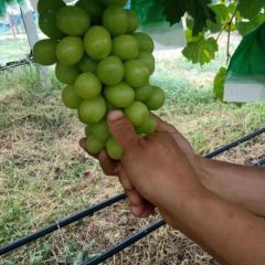 绿色阳光玫瑰葡萄大量上市