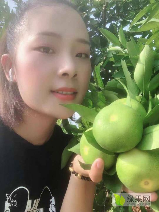 2019年湖北宜昌蜜橘价格