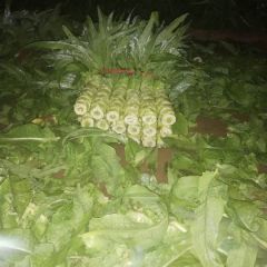 河北香河精品大棚莴笋