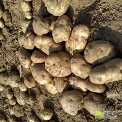 万亩土豆新上市