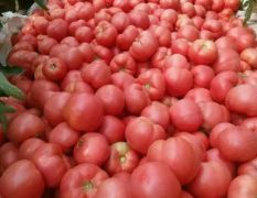 河南安阳西红柿已大量上市，欢迎新老客户前来选购